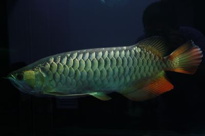 金龍魚(yú)高背是什么意思高背金龍魚(yú)高背是什么意思：金龍魚(yú)高背是什么意思呢？