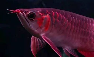 龍魚不吃食物多長時間能餓死：龍魚不吃食物的具體能存活的時間