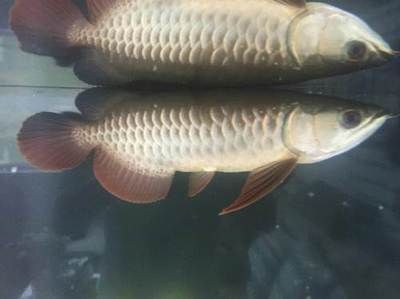 黑魚(yú)和龍魚(yú)打架視頻：黑魚(yú)和龍魚(yú)打架怎么辦
