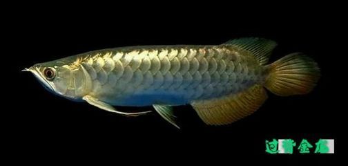 龍魚(yú)交易吧：關(guān)于龍魚(yú)交易的一些建議
