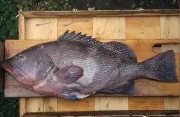 龍躉魚(yú)批發(fā)商:龍躉魚(yú)和鮭魚(yú)的區(qū)別