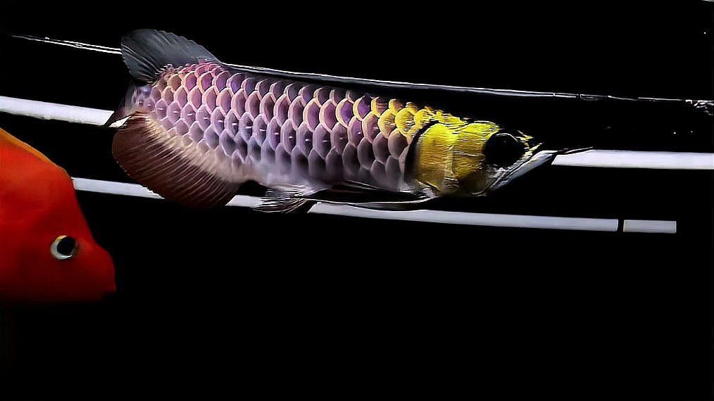 金龍魚黑金剛多少錢一條圖片