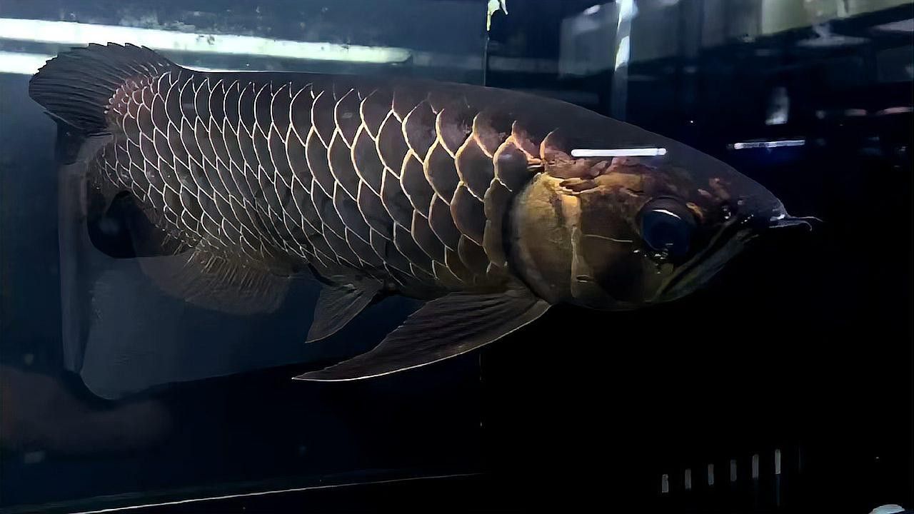 金龍魚黑金剛多少錢一條圖片