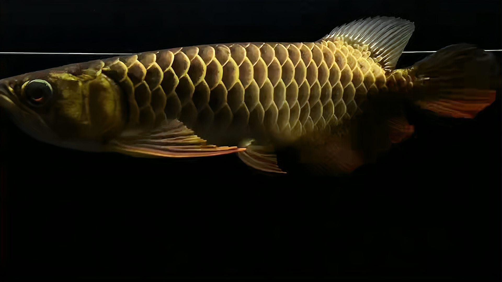 金龍魚黑金剛多少錢一條圖片