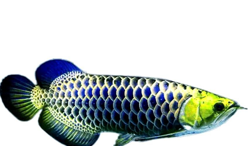 金龍魚黑金剛多少錢一條圖片