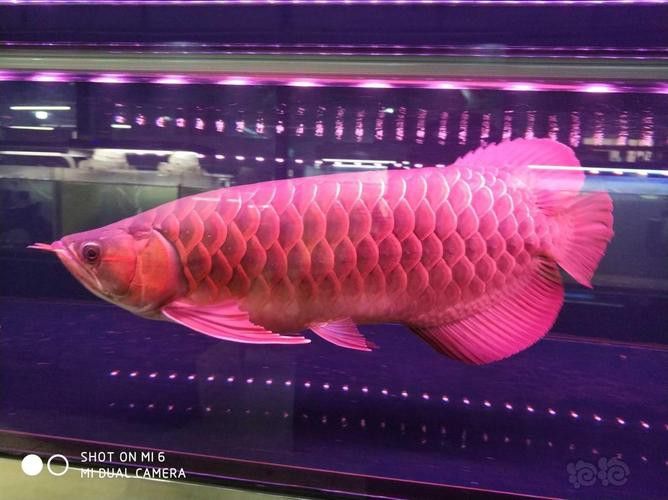 金龍魚黑金剛多少錢一條圖片