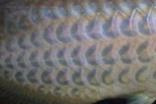 成吉思汗鯊（球鯊）魚批發：如何辨別成吉思汗鯊魚的真偽 成吉思汗鯊（球鯊）魚批發：如何辨別成吉思汗鯊魚的真偽 龍魚百科 第3張
