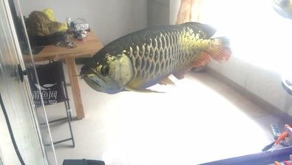 金龍魚怎么背金龍魚，過背金龍魚的背鰭特征是什么：金龍魚怎么爬背