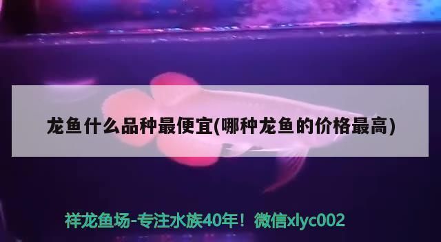 龍魚最便宜的品種：最便宜的龍魚品種及其飼養要求是非常重要的龍魚品種