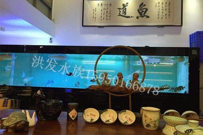 龍魚最便宜的品種：最便宜的龍魚品種及其飼養要求是非常重要的龍魚品種