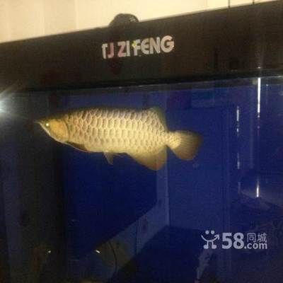 不想養(yǎng)龍魚了（如果您突然不想養(yǎng)龍魚，可以考慮以下幾個選項：）