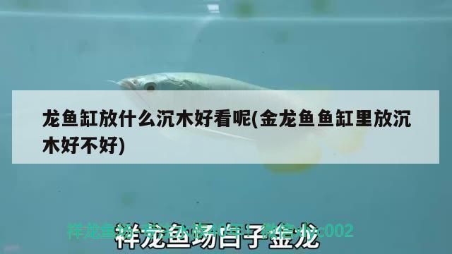 龍魚缸放什么沉木好：龍魚缸中的沉木類型、陰木養護技巧有哪些