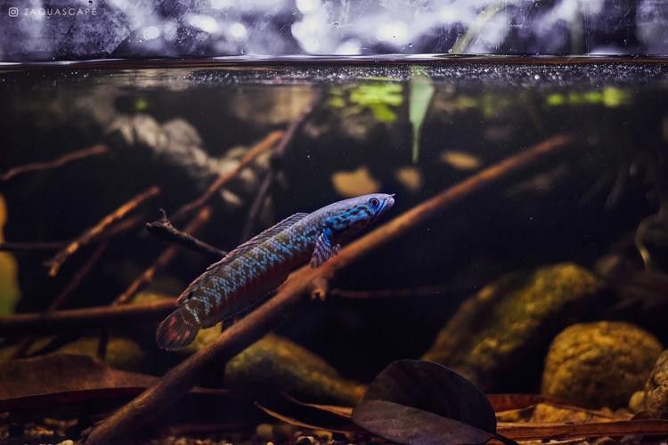七彩雷龍魚飼養方法圖解 七彩雷龍魚飼養方法圖解 龍魚百科 第9張