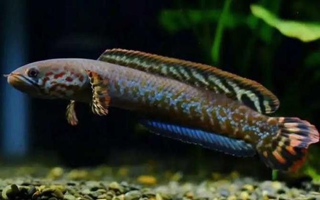 七彩雷龍魚飼養方法圖解 七彩雷龍魚飼養方法圖解 龍魚百科 第14張