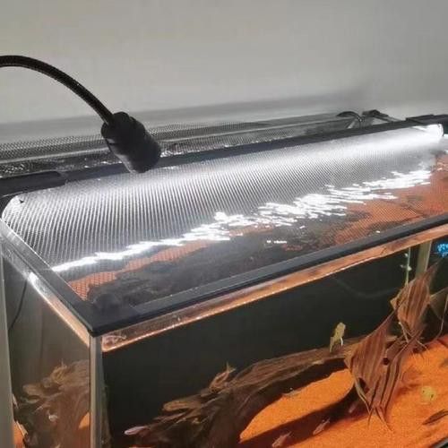 七彩雷龍魚飼養方法圖解 七彩雷龍魚飼養方法圖解 龍魚百科 第11張