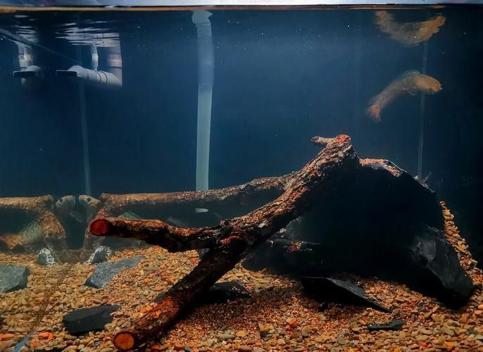 七彩雷龍魚飼養方法圖解 七彩雷龍魚飼養方法圖解 龍魚百科 第29張