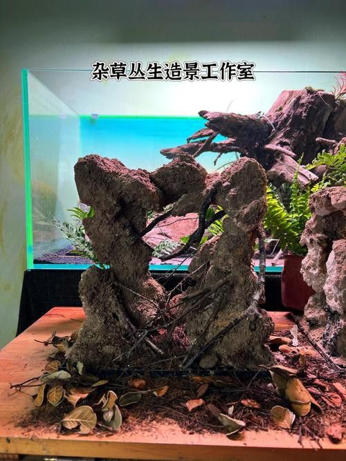 七彩雷龍魚飼養方法圖解 七彩雷龍魚飼養方法圖解 龍魚百科 第28張