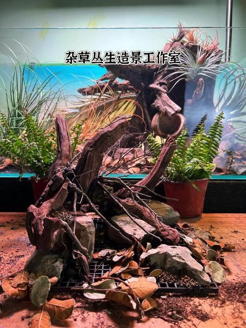 七彩雷龍魚飼養方法圖解 七彩雷龍魚飼養方法圖解 龍魚百科 第32張