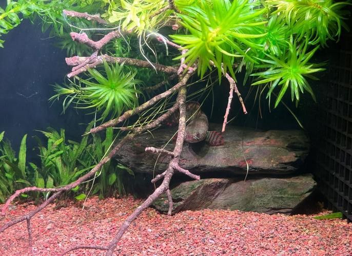七彩雷龍魚飼養方法圖解 七彩雷龍魚飼養方法圖解 龍魚百科 第36張
