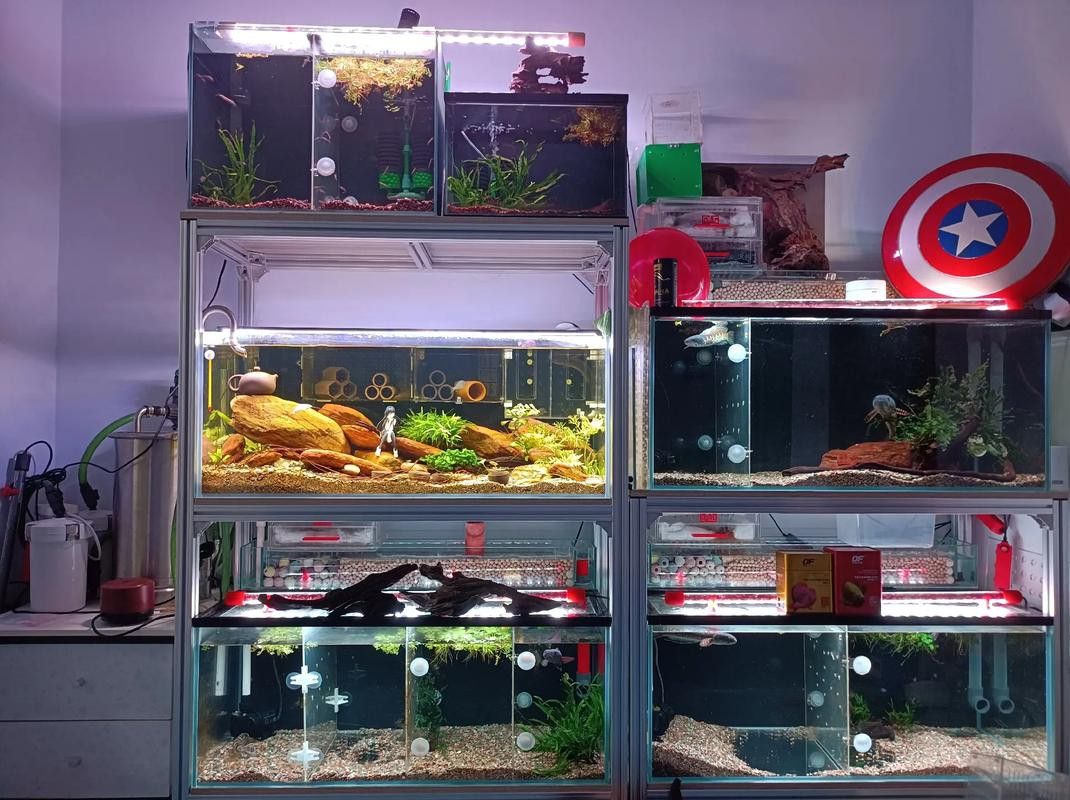七彩雷龍魚飼養方法圖解 七彩雷龍魚飼養方法圖解 龍魚百科 第41張