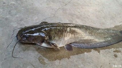 泥鰍怎么喂龍魚飼料:喂食泥鰍之前,有一些處理步驟是必不可少的 龍魚百科 第1張 泥鰍怎么喂龍魚飼料:喂食泥鰍之前,有一些處理步驟是必不可少的 泥鰍怎么喂龍魚飼料:喂食泥鰍之前,有一些處理步驟是必不可少的 龍魚百科 第1張