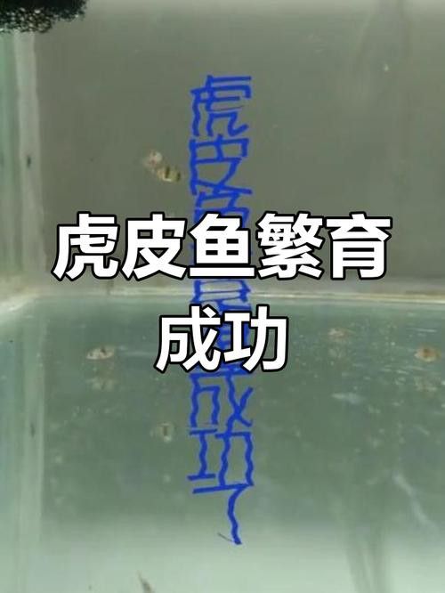 虎斑恐龍魚繁殖方式有哪些特點(diǎn)圖片