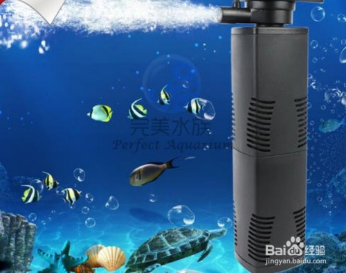 紅龍魚怎么喂養(yǎng)能好看些視頻（紅龍魚怎么喂養(yǎng)能好看些視頻教程） 紅龍魚怎么喂養(yǎng)能好看些視頻（紅龍魚怎么喂養(yǎng)能好看些視頻教程） 龍魚百科