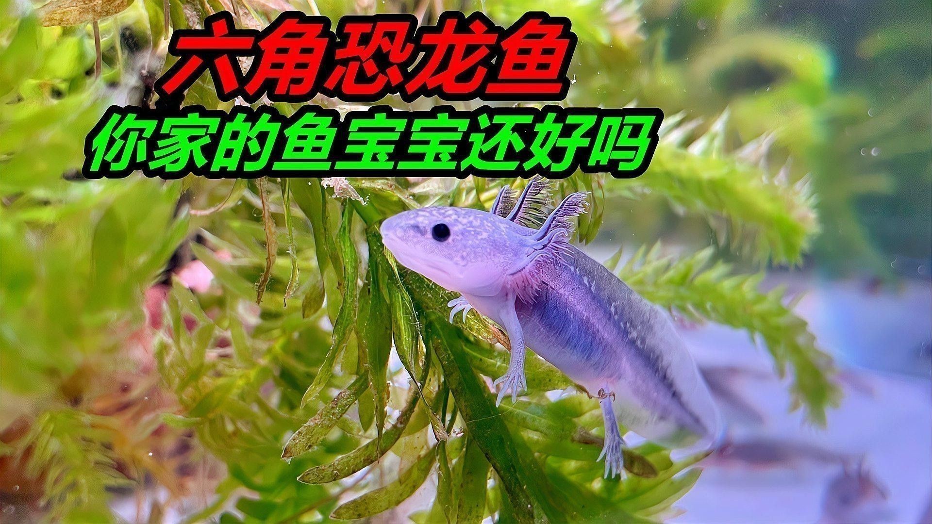 恐龍魚如何喂養