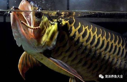 龍魚可以吃孔雀魚嗎圖片視頻