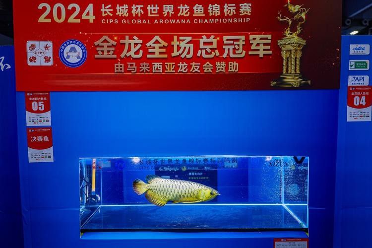 龍魚可以吃孔雀魚嗎圖片視頻