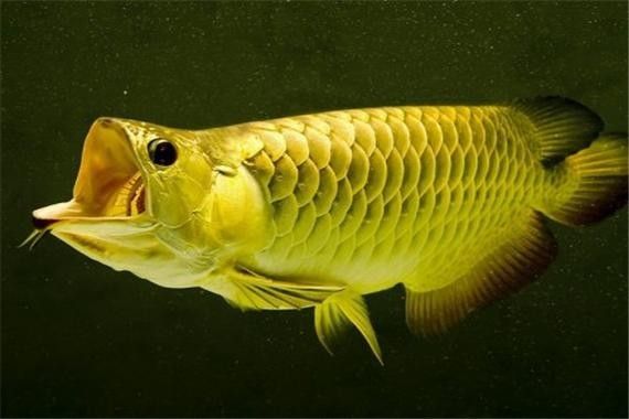 龍魚可以吃孔雀魚嗎圖片視頻