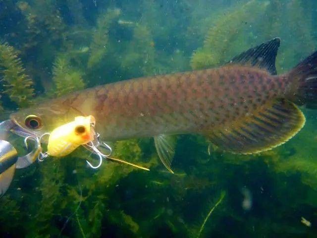 龍魚可以吃孔雀魚嗎圖片視頻
