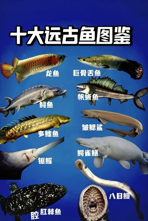 龍魚可以吃孔雀魚嗎圖片視頻