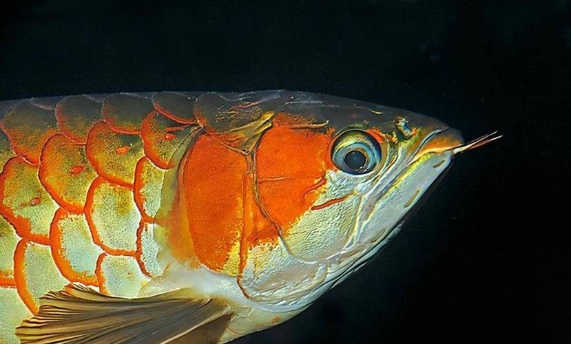 龍魚可以吃孔雀魚嗎圖片視頻