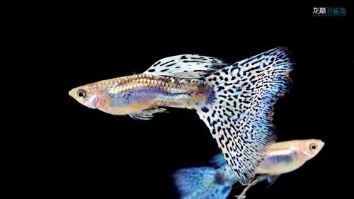 龍魚可以吃孔雀魚嗎圖片視頻