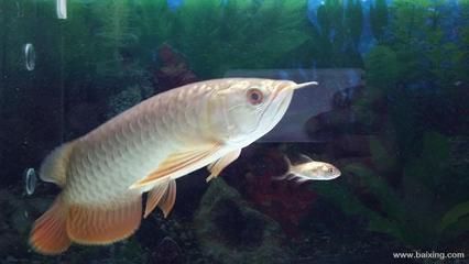 金龍魚苗一個月能長多大【金龍魚一個月能長多大】