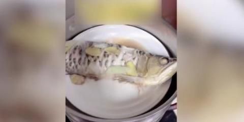 金龍魚吃框是怎么回事：如何避免金龍魚吃框