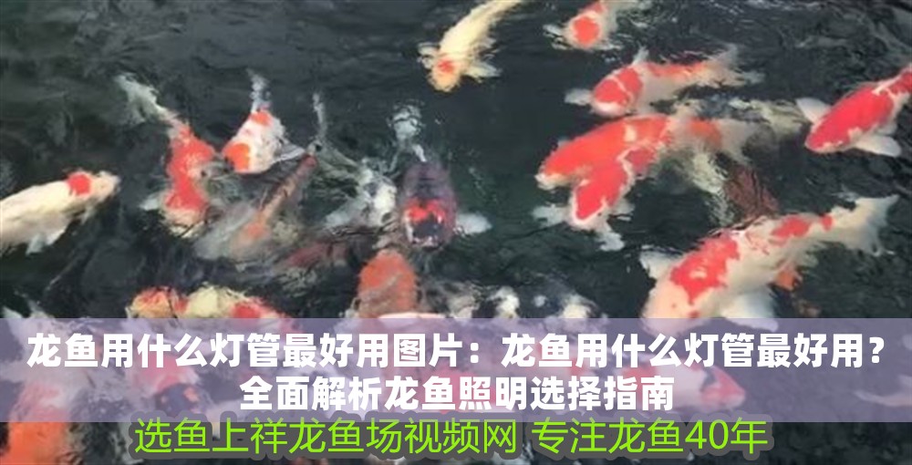 龍魚(yú)用什么燈管最好用圖片：龍魚(yú)用什么燈管最好用？全面解析龍魚(yú)照明選擇指南
