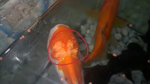金魚頭部潰爛圖片