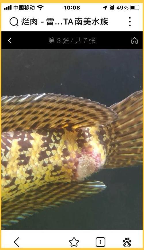 金魚頭部潰爛圖片