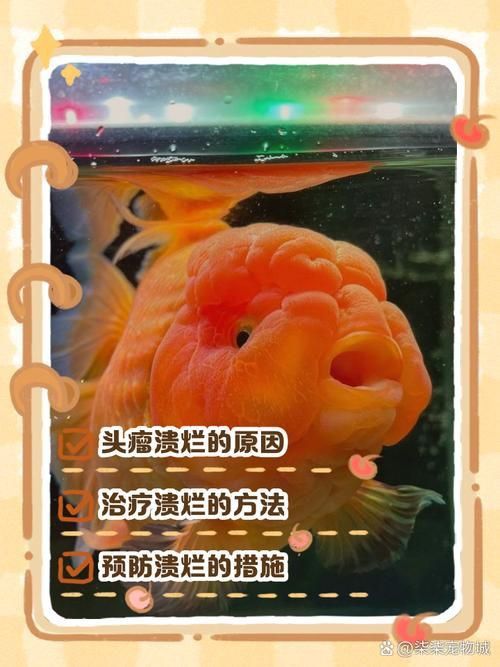 金魚頭部潰爛圖片