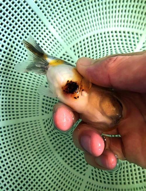 金魚頭部潰爛圖片
