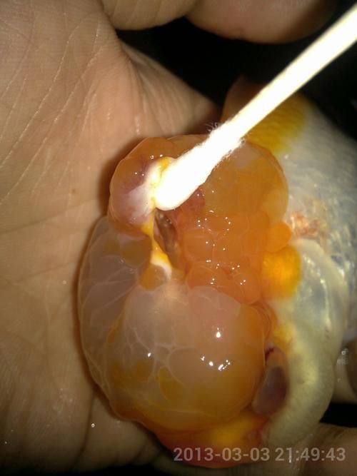 金魚頭部潰爛圖片