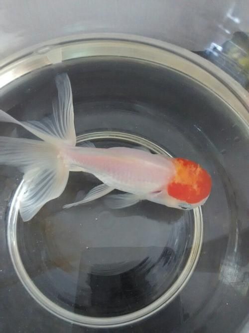 金魚頭部潰爛圖片
