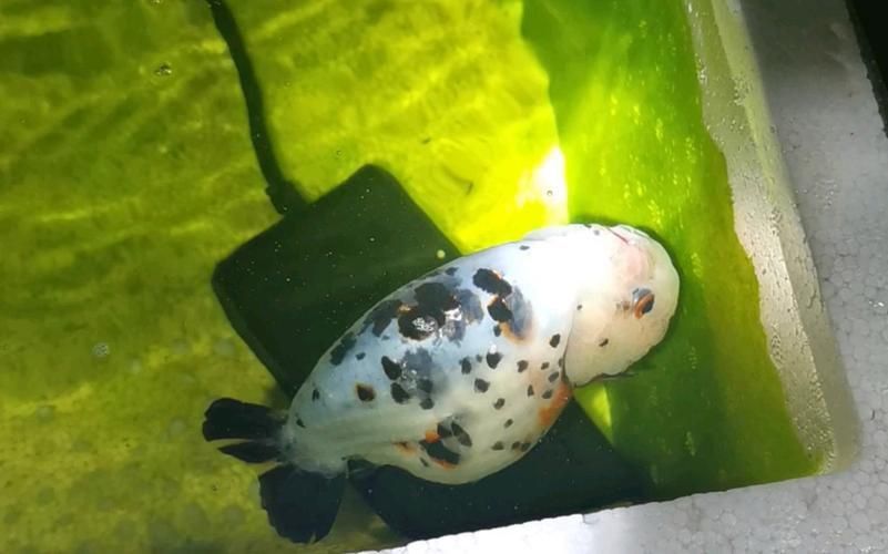 金魚頭部潰爛圖片