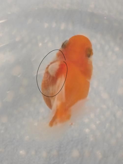 金魚頭部潰爛圖片