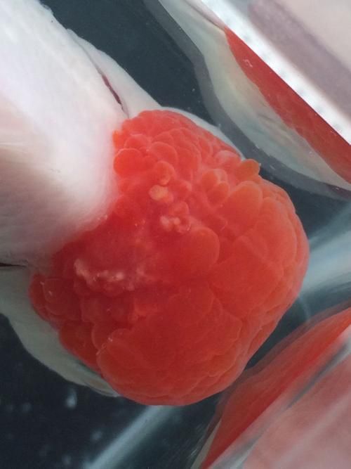 金魚頭部潰爛圖片