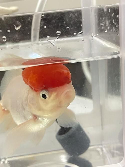 金魚頭部潰爛圖片