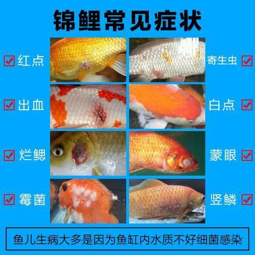 金魚頭部潰爛圖片