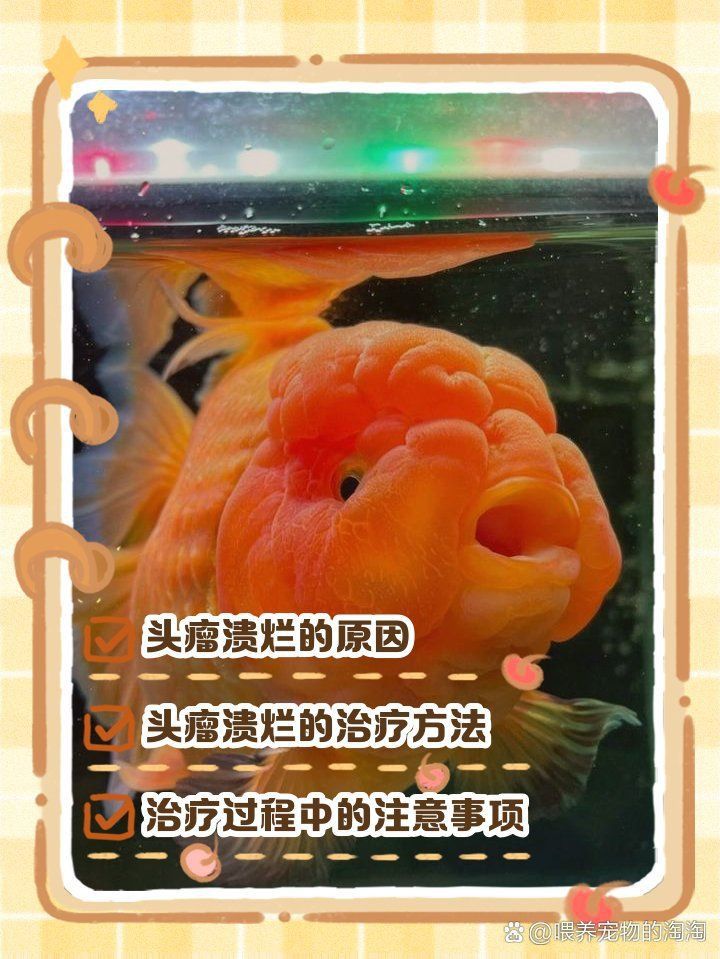 金魚頭部潰爛圖片